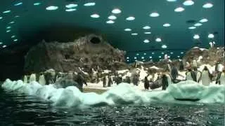 Пингвины . Лоро парк.Тенерифе.
