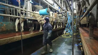 Morning milking routine in County Tyrone