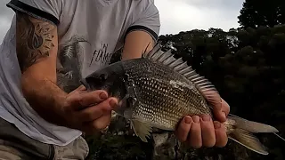 Nelson bream and Estuary perch fishing, overnight camp in the boat on the Glenelg river