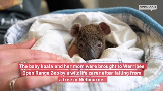 Orphaned baby koala gets a tiny arm cast after falling from tree