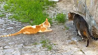 2 rival cats bump into each other. No one could've predicted what happened next