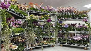🌸 ПРОДАЖА ОРХИДЕЙ 26.07.23 Продажа редких орхидей. Ванды, Биг Липы, Орхидеи-БАБОЧКИ. Купить орхидею.