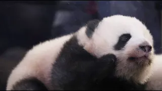 Zoo de Beauval : Les bébés pandas présentés au public pour la première fois