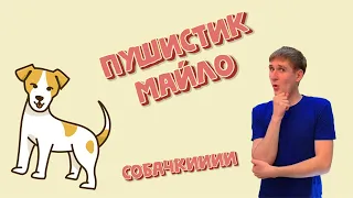 Завести собаку - что нужно знать перед тем как завести щенка