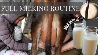 How To Milk A Mini Jersey Cow // Our Twice A Day Milking Routine!