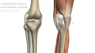 Knee Joint - Part 2 - 3D Anatomy Tutorial