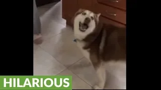 Husky refuses to be lectured after bad behavior