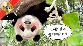 [ENG] 천방지축 어리둥절 빙글빙글 돌아가는 푸바오의🐼 대유잼 V-LOG | #판다와쏭 #25