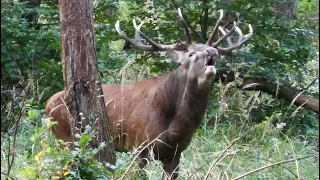 Auge in Auge mit einem kapitalen Hirsch