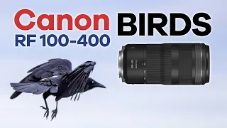 Shooting Birds with the Canon RF 100-400 Lens