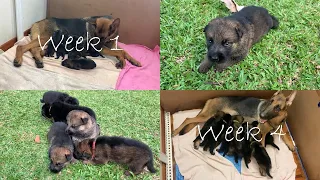 German shepherd puppies growing up (Day 1 until the age of 4 weeks)
