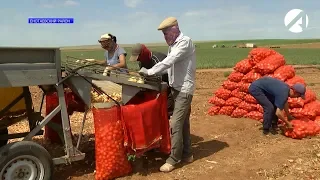 В Астраханской области собирают ранний урожай лука, картофеля, томатов и арбузов