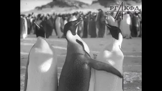 Съемки императорских пингвинов во время первой Советской антарктической экспедиции