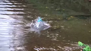 魚を捕るカワセミ