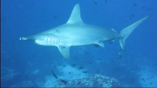 Cocos Island,Sea Hunter,Gruppenreise Okt 2018