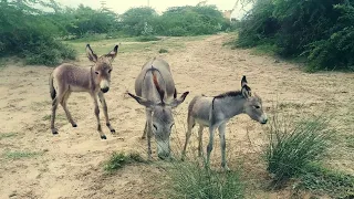 Beautifull donkey eating grass in my village @brazilanimals1529