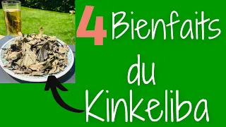 Kinkéliba : 4 bienfaits du kinkéliba🌿