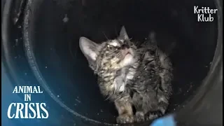Kitten Stuck Underground Cries Out Of Fear No One Would Rescue Him | Animal in Crisis EP117