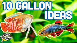 The BEST Ideas for your 10 Gallon Aquarium