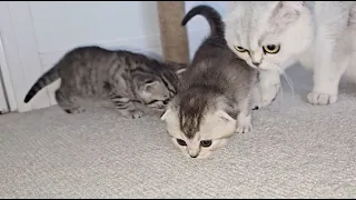 Mother cat worries when kittens meow and grow up