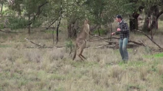 Спас собаку от кенгуру