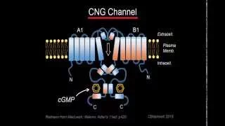 Phototransduction Part 1