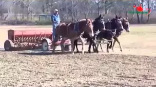 Atların çektiği mibzerle tarla ekimi