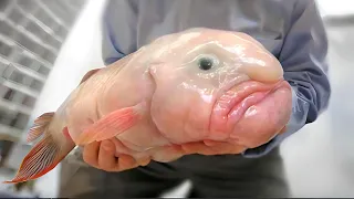 Blobfish 🐡 Are They The UGLIEST Animals? | 1 Minute Animals