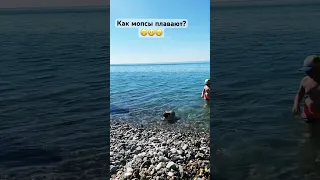 Как плавает мопс? Наш Жорик как поплавок😁 #мопсы #pug #приколысживотными #собакаприколы #мопснаморе