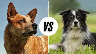 Australian Cattle Dog vs. The Border Collie - Which Is Better?