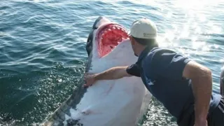 Рыбак спас белую акулу, он и подумать не мог, как она его отблагодарит. Только посмотрите на это!