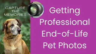 Why you should get photos of your pet before it's too late
