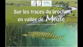 Sur les traces du brochet en vallée de Meuse