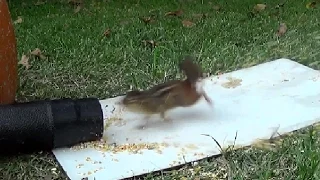 Leaf Blower vs Chipmunks and a Squirrel