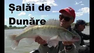 Pescuit la salau pe Dunare, cu Adelin si Razvan