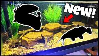 Adding New Monster Fish To My Aquarium!