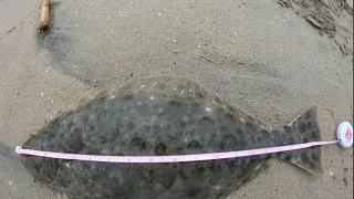 Yellowfin Croaker 'Three-Peat' and Halibuts...The Heartbreak!!! (Surf Fishing, CA)