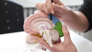 Aufbau und Funktion des menschlichen Gehirns