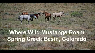 Where Wild Mustangs Roam