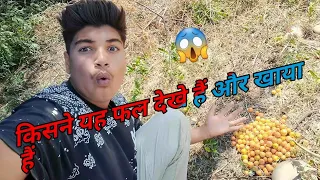 Season of wild fruits ||Exploring jungle Found Junglee fruit Bair 😋