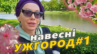 Ужгород навесні #1: у пошуках сакури 🌸 Монро 🇺🇦