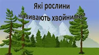 Урок 51. "Які рослини називаються хвойними?" Я досліджую світ 3 клас