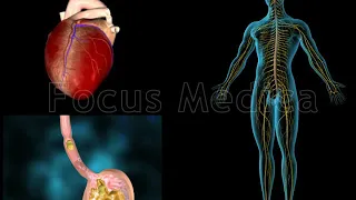 Autonomic nervous system - Animated Atlas of Atrial Fibrillation