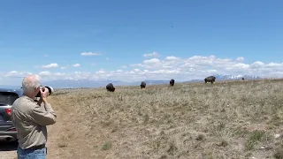 Some buffalo at antelope Island