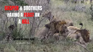 LIONESS STALKS & KILLS KUDU FOR CASPER & BROTHERS part1