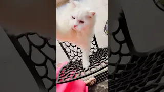 Elvish yadav Song 😎#elvishyadav #cat #kitten #shorts #shortvideo #ytshorts #short #viral #trending