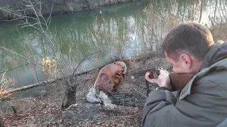 ОСЕННЯЯ ОХОТА НА БОБРА С РУЖЬЕМ...