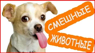 10 МИНУТ СМЕХА, ПРИКОЛЫ С ЖИВОТНЫМИ №3