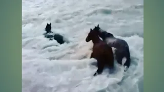 Horses crossing the river#shorts ✌️✌️