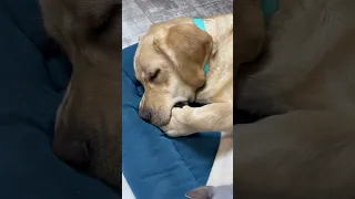 Вот так спят кот с собакой 🤣 #shorts #котопес #милыеживотные #labrador